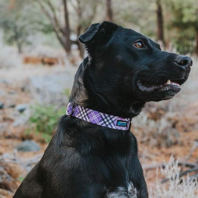 Max and Neo Plaid Pattern NEO Dog Collar - We Donate a Collar to a Dog Rescue for Every Collar Sold (Purple, Small)