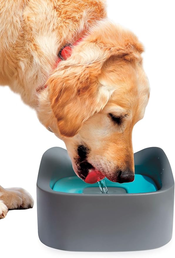 Jobar No Spill Pet Bowl, Multi
