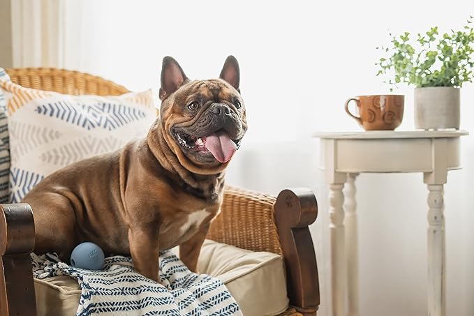 Harry Barker Natural Rubber Dog Fetch Balls, Durable High-Bounce Interactive Toy with Safety Air Vent, Treat-Stuffable Rubber Balls for Dogs, 2.5 Inch, 6-Pack