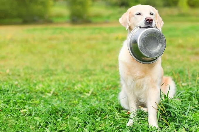11 Cups Stainless Steel Dog Bowls, 10" Diameter, 3" Height, Double Pack, Dishwasher Safe