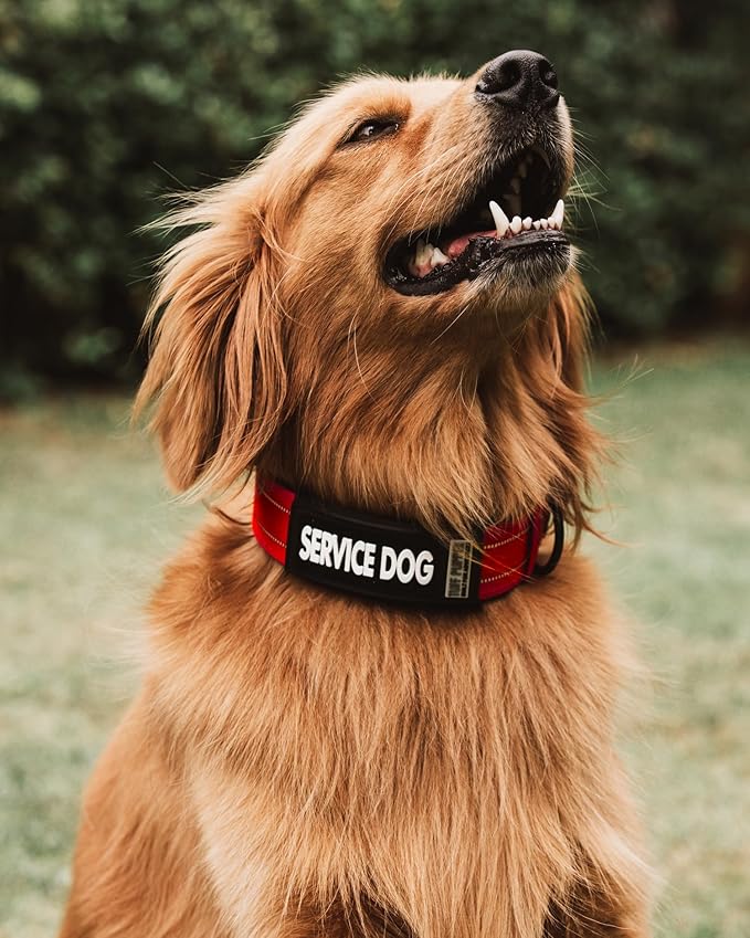 Tuff Pupper 2-Pack Waterproof Collar Sleeves | Fits Any 1 Inch Wide Dog Collar | Dual Sided Message | Durable Silicone & Neoprene | Odor & Stink Proof | Easy Slide On & Off (Service Dog, Standard)