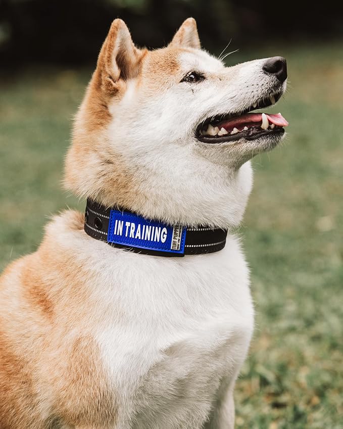 Tuff Pupper 2-Pack Waterproof Collar Sleeves | Fits Any 1 Inch Wide Dog Collar | Dual Sided Message | Durable Silicone & Neoprene | Odor & Stink Proof | Easy Slide On & Off (in Training, Standard)