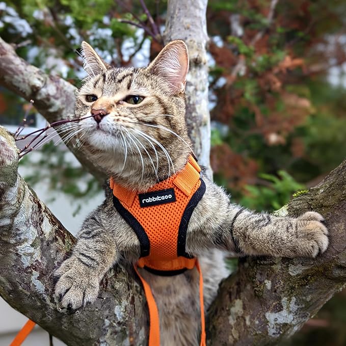 rabbitgoo Cat Harness and Leash Set, Escape Proof Vest Harness for Safe Outdoor Walks, Soft Breathable Adjustable Vest with Reflective Strips for Average to Large Cats, Orange, M