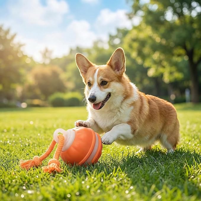 Winb Interactive LED Dog Ball (4 inch)- USB Rechargeable Motion-Activated Rolling Toy for Small to Large Dogs, Dogs Ball Play and Wicked Fun,Squeaky Sound & Stimulation, Orange