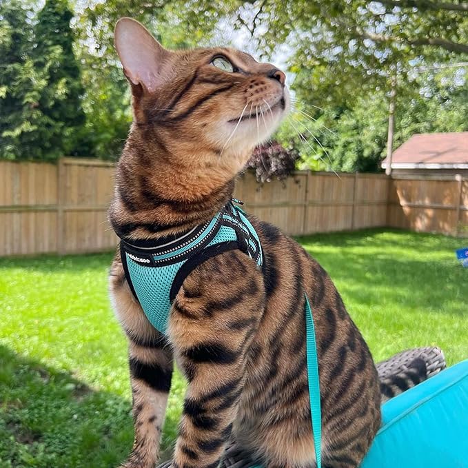 rabbitgoo Cat Harness and Leash, Step-in Escape Proof Kitten Harness Set, Soft Comfortable Cat Vest, Easy to Wear and Adjust, Reflective for Safe Outdoor Walking, Green, X-Large
