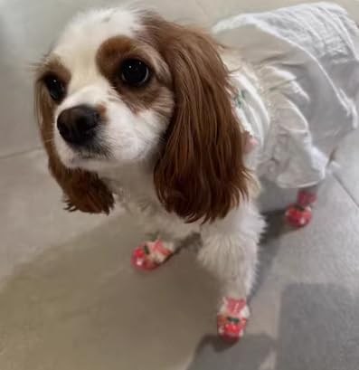 Cute Summer Dog Shoes Sweet Cherry Puppy Sandals Pet Jelly Shoes Flats, Dog Booties Paw Protector for Summer Hot Pavement (Candy Pink, #5: 2.56''x1.89''(Length*Width))