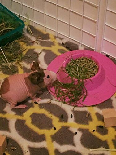 Tip-Proof Ergonomic Pet Bowl for Guinea Pig and Other Small Pets, 1/4-Cup Small Size, Lilac (Purple)