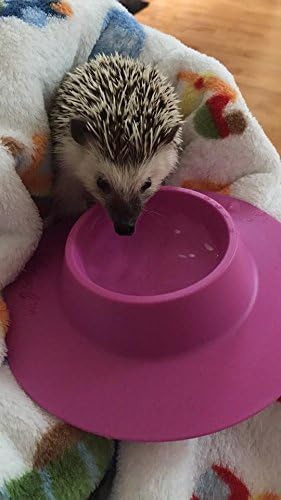 Tip-Proof Ergonomic Pet Bowl for Guinea Pig and Other Small Pets, 1/4-Cup Small Size, Lilac (Purple)