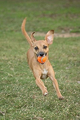 Chuckit! Dog Tennis Ball Dog Toy, Large (3 Inch Diameter) for dogs 60-100 lbs, Pack of 2