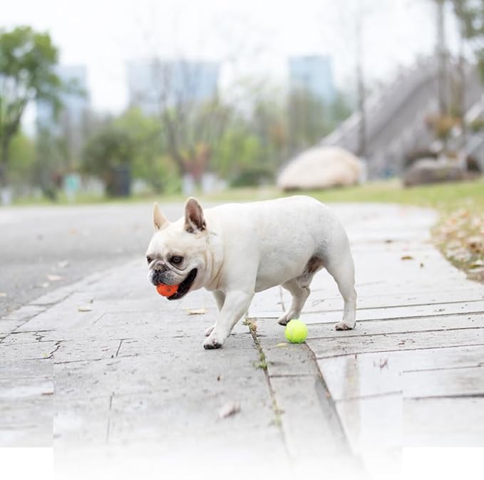 Dog Toy Balls for Small Dogs & Puppies, Chew & Chase Interactive 2” Soft Latex Balls, Durable Dogs Play Balls for Indoor/Outdoor (6 Pcs)