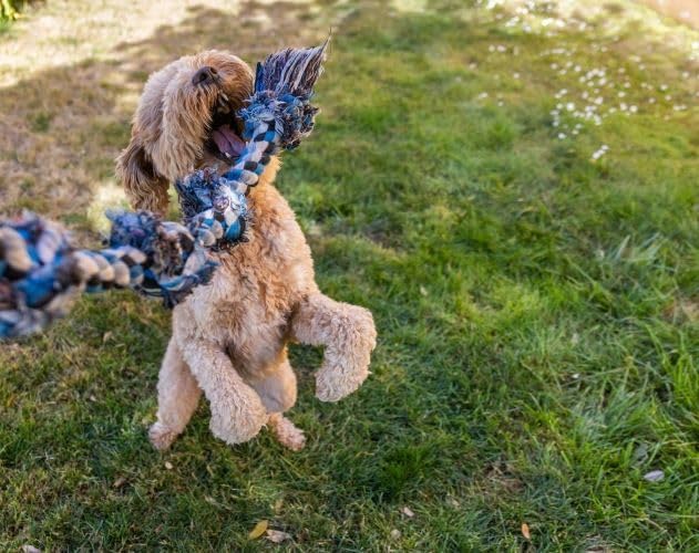 Outdoor Tug of War Toy for Dogs Rope Toy – Interactive Exercise Game in Yard, Agility, Medium, Large Extra Large & Small Breed –– Dogs Training Tools & Exercise Equipment, Belgian Malinois