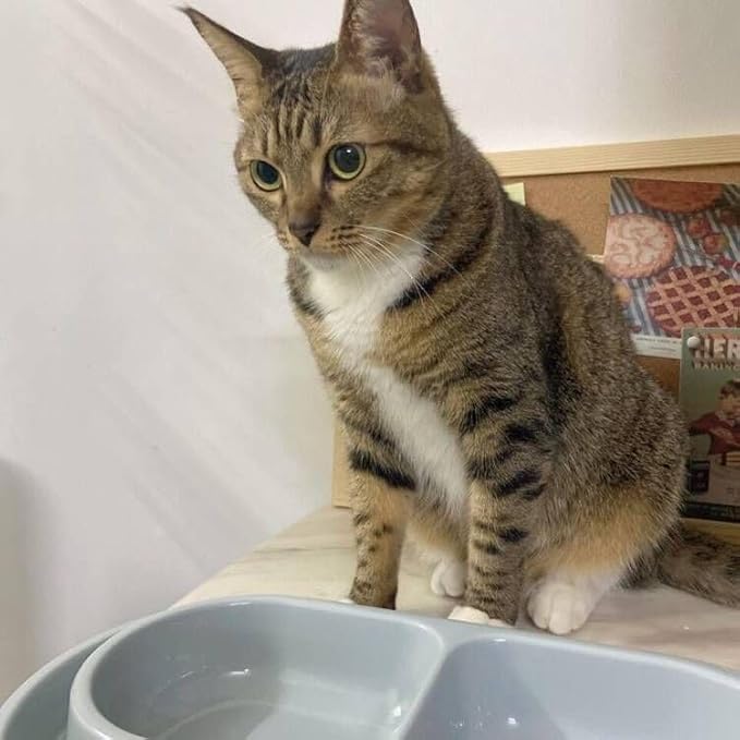 Cat Kitten Dish Dog Puppy Feeder Pet Bowl Ants go Away Grey, S