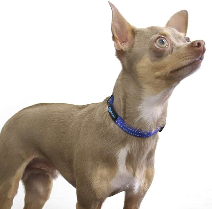 Max and Neo NEO Nylon Buckle Reflective Dog Collar - We Donate a Collar to a Dog Rescue for Every Collar Sold (X-Small, Purple)