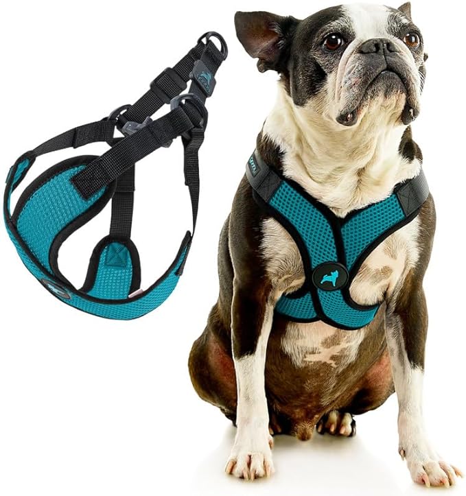 Gooby Comfort X Step in Lite Dog Harness - Choke Free, Escape Free with Light Breathable Mesh - Dog Harness for Small and Medium Breeds - Quick Release Buckle, Metal D-Rings - Turquoise, Medium