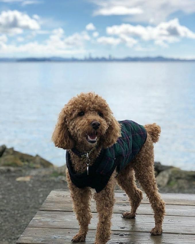 Gooby Fashion Vest Check Dog Jacket - Green Check, X-Small - Warm Zip Up Dog Bomber Vest with Dual D Ring Leash Water Resistant for Small to Medium Dogs