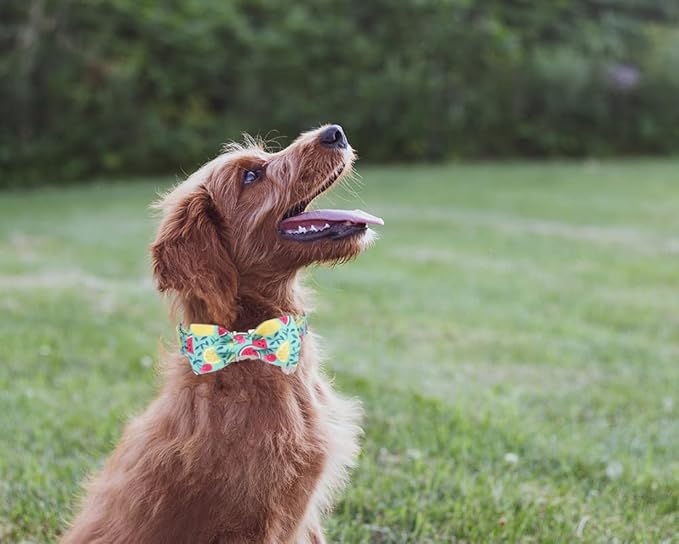 DOGWONG Cotton Summer Dog Collars, Lemon Bowtie Dog Collar, Adjustable Heavy Duty Girl Dog Collar with Bow for Small Medium Large Dogs,S