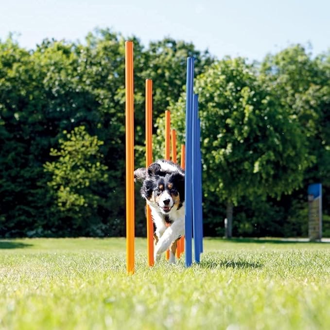 PAWISE Dog Agility Training Equipment,12 Weave Poles for Dogs with Stakes & Carry Bag,Dog Agility Training Set for Outdoor Obstacle Course,Backyard Exercise & Training Equipment for Shepherd Malinois