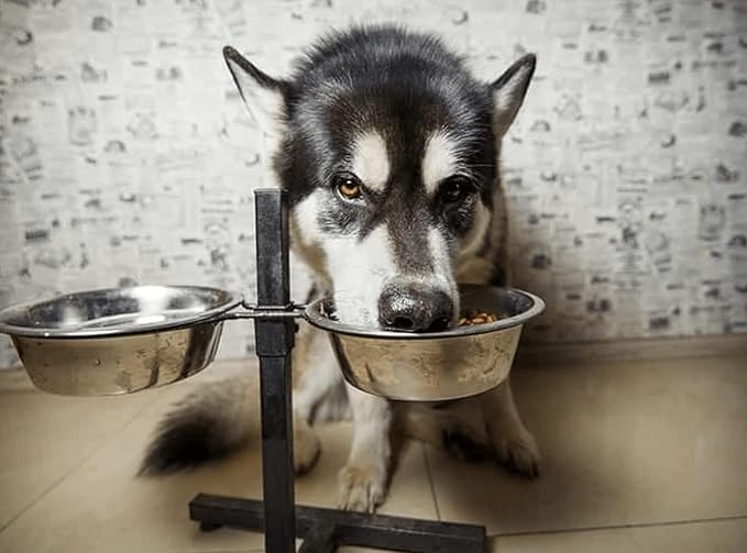 Pet Feeder Stainless Steel Dog Bowls Replacement 2-Pack Food Bowl, 7.5" Wide, 2.7" Height Water Metal Bowls for Raised Feeder with Opening 7"-7.4"