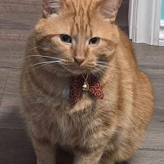 Bunny Ears Cat Collar, Japan Lucky ‘開三運’ Charm. Safety Breakaway Bowtie Kitten Collar with Bell, Red