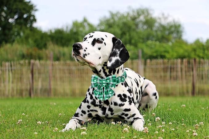 Lionet Paws St Patricks Day Dog Collar with Bowtie, Irish Green Shamrock Clover Sailor Bow Collar with Metal Buckle for Dogs, Adjustable Cute Dog Collar Girl, XS, Neck 8-12 in