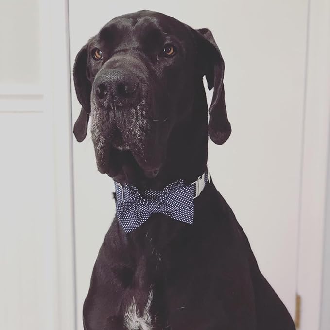 Lionet Paws Boy Dog Collar with Bowtie, Comfortable Adjustable Cute Navy Blue Bow Tie Collar for Male Dogs Gift, Large, Neck 16-24 inches