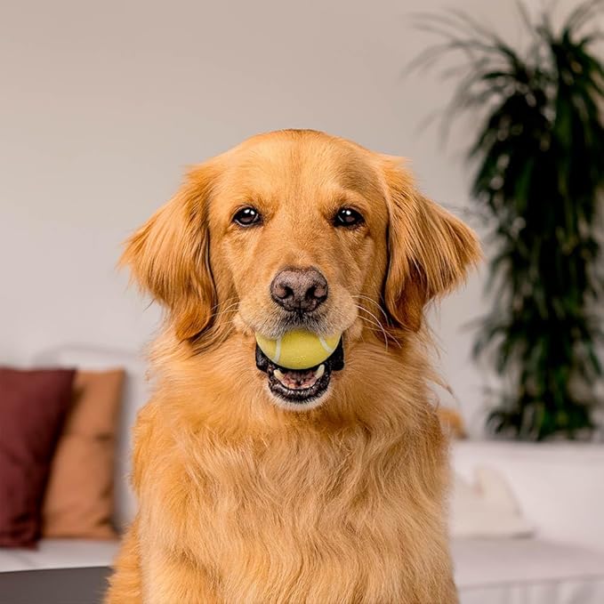 Playology Dog Toys | Squeaky Chew Ball for Dogs, Value 2-Pack | Chicken Scented Medium Dog Balls | Bouncy Floating Chew Toys for Fetch