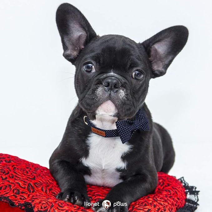 Lionet Paws Boy Dog Collar with Bowtie, Comfortable Adjustable Cute Navy Blue Bow Tie Collar for Male Dogs Gift, Medium, Neck 13.5-22 inches