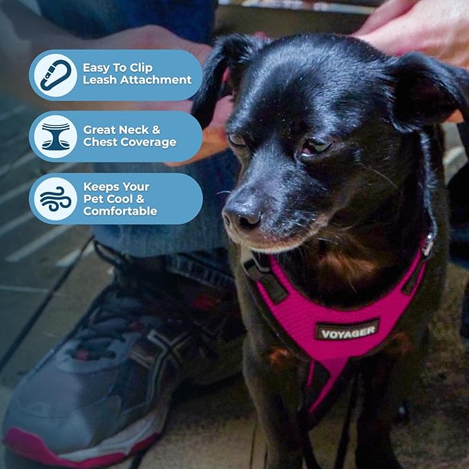 Best Pet Supplies Voyager Step-in Lock Pet Harness w Reflective Pet Leash Combo Set with Neoprene Handle 5ft - Supports Small, Medium and Large Breed Puppies/Cats - Fuchsia/Black Trim, S