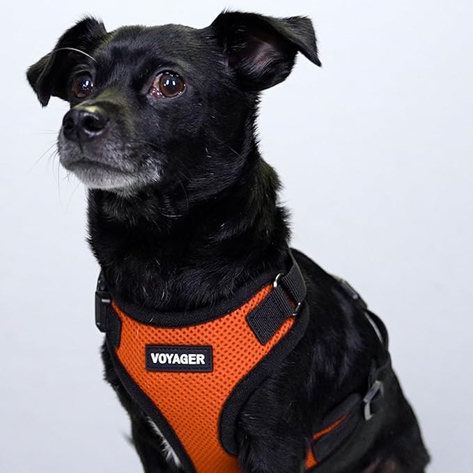 Best Pet Supplies Voyager Step-in Lock Pet Harness w Reflective Pet Leash Combo Set with Neoprene Handle 5ft - Supports Small, Medium and Large Breed Puppies/Cats - Orange/Black Trim Set, XL