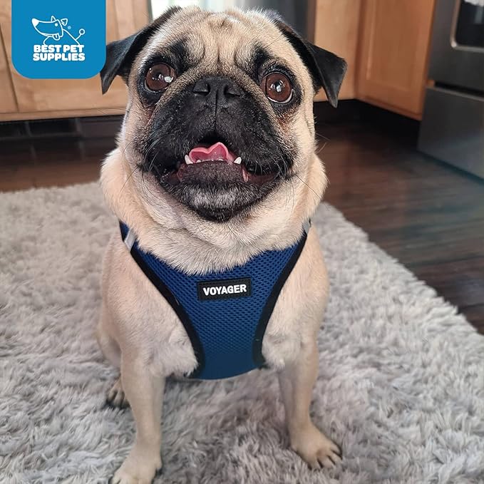 Best Pet Supplies - All Weather Mesh / Plush, Reflective, No Pull Harness for Small, Medium Dogs, Cats - Secure with Hook & Loop Fastener, Buckle, Double D-Rings - Blue/Black Trim, M