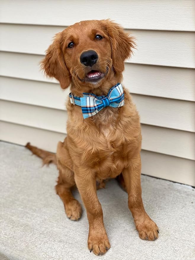 Lionet Paws Boy Dog Collar with Bowtie, Comfortable Adjustable Cute Blue Plaid Bow Tie Collar for Male Puppies and Cats Gift, XXS, Neck 7-11 inches