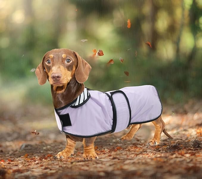 Dachshund Raincoat Corgi Raincoat Dogs Waterproof fit for Dachshunds Weiner Long Back Breeds with Reflective Stripe Great Coverage in Autumn Winter Purple XS