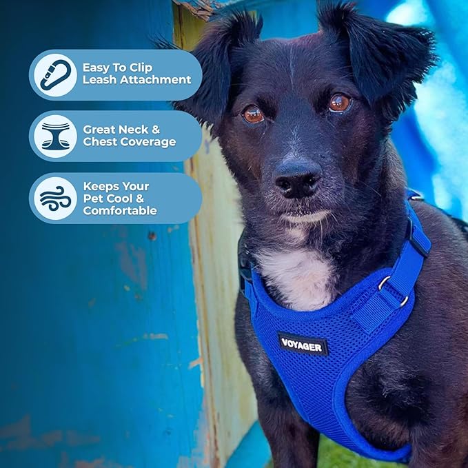 Best Pet Supplies Voyager Step-in Lock Pet Harness w Reflective Pet Leash Combo Set with Neoprene Handle 5ft - Supports Small, Medium and Large Breed Puppies/Cats - Royal Blue Set, M