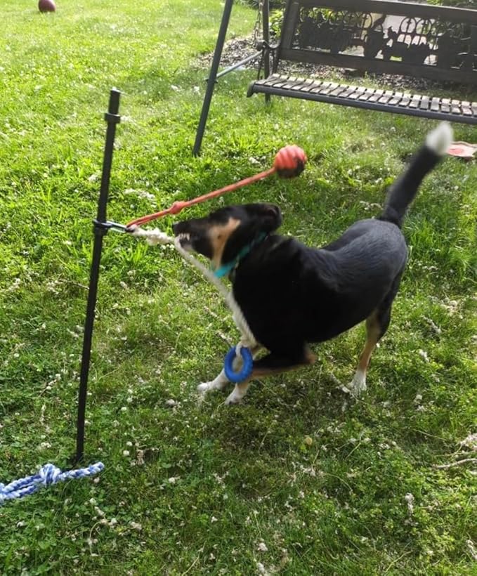 Outdoor Tug of War Toy for Dogs Rope Toy – Interactive Exercise Game in Yard, Agility, Medium, Large Extra Large & Small Breed –– Dogs Training Tools & Exercise Equipment, Belgian Malinois