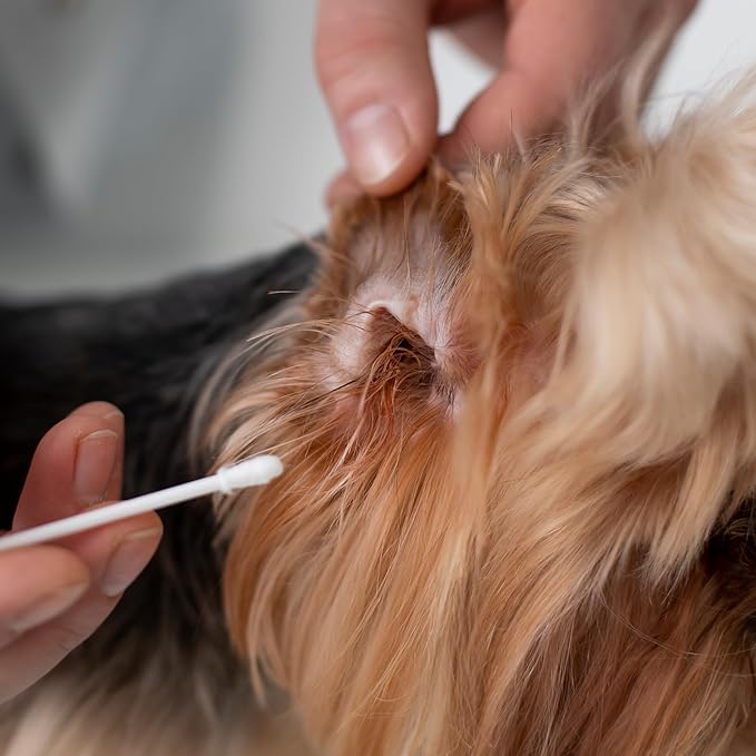 InnoHHustle 100 Pcs 6 Inch Long Cotton Swab for Dogs Ears Double Sided Qtips Dog Ear Swabs Large Wooden Cleaner Buds Tool Pet Ear Cleaning Solution Supplies for Dogs and Cats