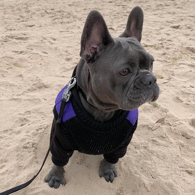 Gooby Fashion Vest Dog Jacket - Violet, Medium - Warm Zip Up Bomber Vest with Dual D Ring Leash - Winter Water Resistant Small Dog Sweater