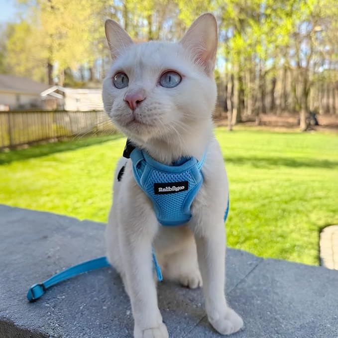 rabbitgoo Cat Harness and Leash, Escape Proof Vest with 3 Adjustable Buckles, Soft Comfortable Kitten Harness, Easy to Wear, Reflective for Safe Outdoor Walking, XS, Sky Blue
