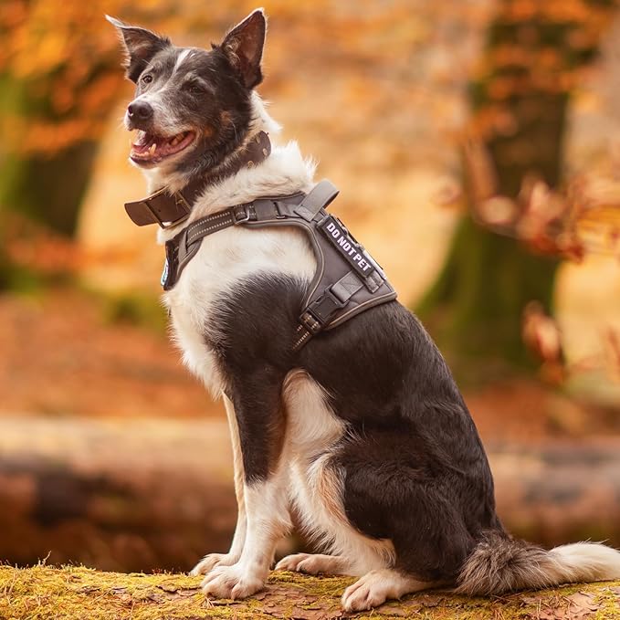 rabbitgoo Tactical Dog Harness for Small Dogs No Pull Adjustable Military Vest with Handle MOLLE Reflective Heavy Duty Dog Vest for Walking Training Hunting Outdoor Working Medium Size Dog Purple S