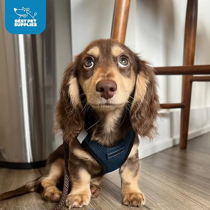 Best Pet Supplies - All Weather Mesh / Plush, Reflective, No Pull Harness for Small, Medium Dogs, Cats - Secure with Hook & Loop Fastener, Buckle, Double D-Rings - Blue/Black Trim, M