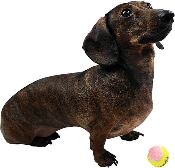Midlee X-Small Dog Tennis Balls 1.5" Pack of 12- Puppy Mini Fetch Pet Little Tennis Balls -Yellow/Pink