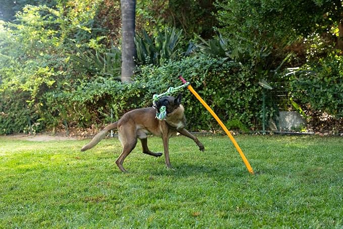 Outdoor Tug of War Toy for Dogs Rope Toy – Interactive Exercise Game in Yard, Agility, Medium, Large Extra Large & Small Breed –– Dogs Training Tools & Exercise Equipment, Belgian Malinois