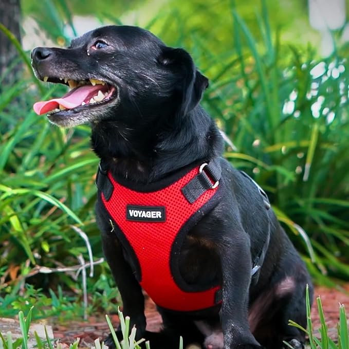 Best Pet Supplies Voyager Step-in Lock Pet Harness w Reflective Pet Leash Combo Set with Neoprene Handle 5ft - Supports Small, Medium and Large Breed Puppies/Cats - Red/Black Trim Set, M