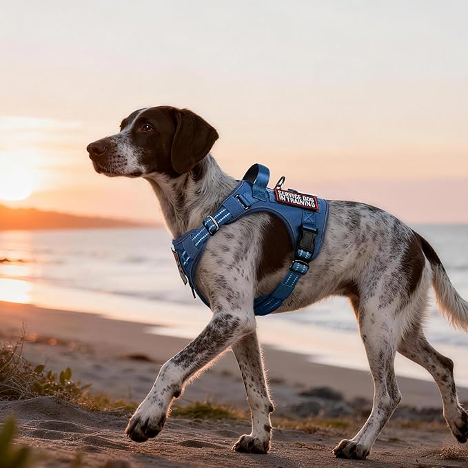 rabbitgoo Dog Harness Medium Sized No Pull, Tactical Service Pet Vest with Molle and Control Handle, Adjustable and Reflective Military Harness for Easy Walking and Training, Blue, M