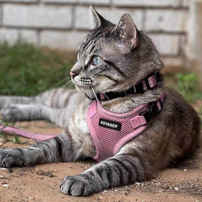Best Pet Supplies Voyager Step-in Lock Pet Harness w Reflective Pet Leash Combo Set with Neoprene Handle 5ft - Supports Small, Medium and Large Breed Puppies/Cats - Pink, M