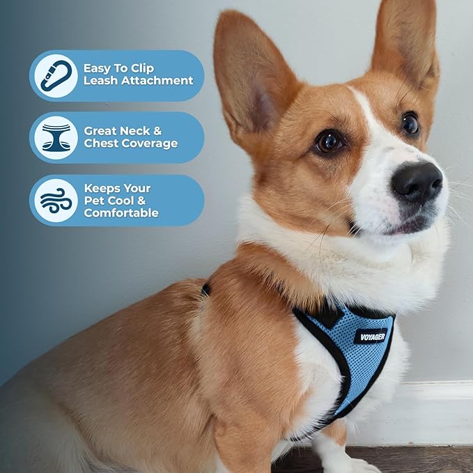 Best Pet Supplies Voyager Step-in Lock Pet Harness w Reflective Pet Leash Combo Set with Neoprene Handle 5ft - Supports Small, Medium and Large Breed Puppies/Cats - Baby Blue/Black Trim Set, L