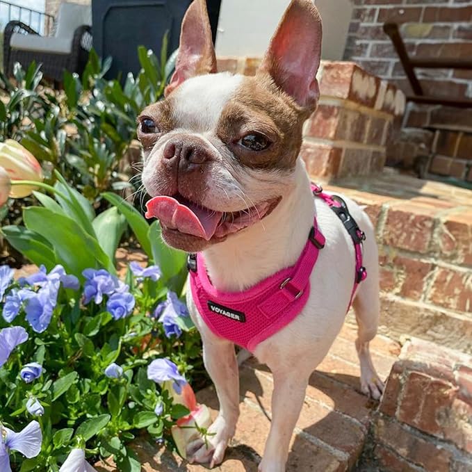 Best Pet Supplies Voyager Step-in Lock Pet Harness w Reflective Pet Leash Combo Set with Neoprene Handle 5ft - Supports Small, Medium and Large Breed Puppies/Cats - Fuchsia, XS