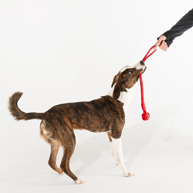 Playology Dog Toys | Tough Tug Knot for Puppies and Young Dogs | Beef Scented Medium Chew Toy Tug Rope | Tug of War Puppy Essentials