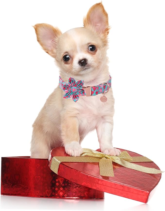 Valentine Dog Collar with Flower, Heart Flower Collar for Puppy Girl Boy Dog or Cat, Comfortable Dog Collar Flower with Durable Metal Buckle, Cute Pet Collar, S, Neck 10-16in