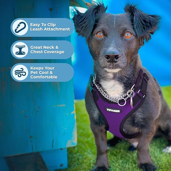 Best Pet Supplies Voyager Step-in Lock Pet Harness w Reflective Pet Leash Combo Set with Neoprene Handle 5ft - Supports Small, Medium and Large Breed Puppies/Cats - Purple/Black Trim Set, M