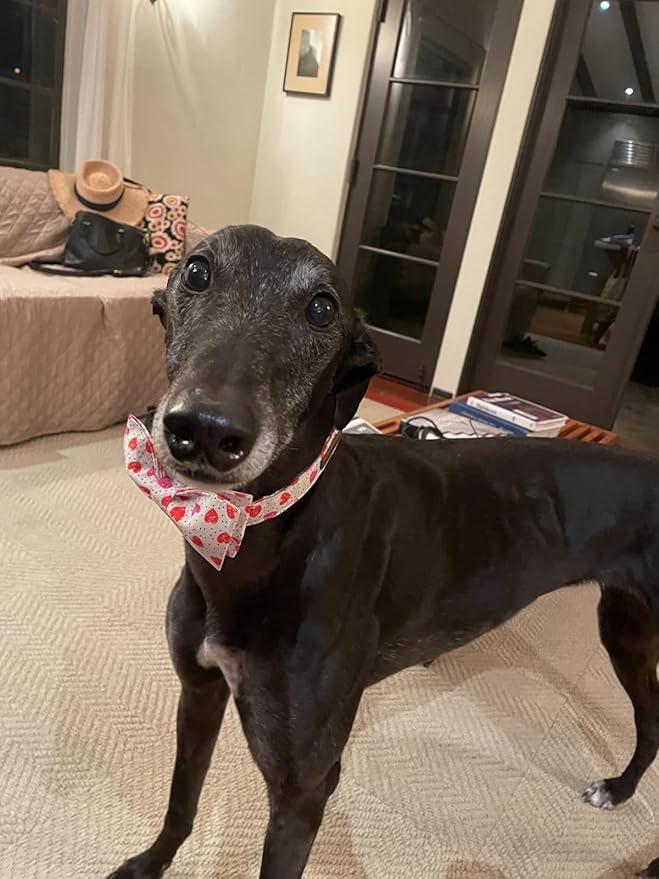Lionet Paws Valentines Day Dog Collar with Bowtie, Dog Bowtie Collar with Metal Buckle for Dogs and Cats, Adjustable Comfortable Dog Collar Girl Boy Gift, XS, Neck 8-12 in